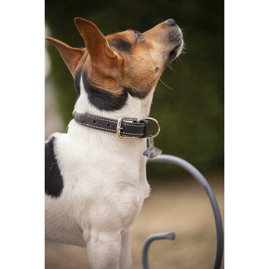 Penelope Olie adjustable dog collar designed to provide a comfortable personalised fit.