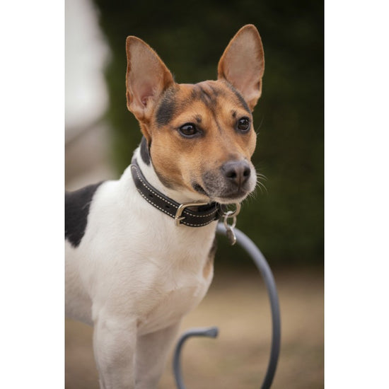 Penelope Olie Dog Collar crafted from high-quality cowhide leather with a classic design.