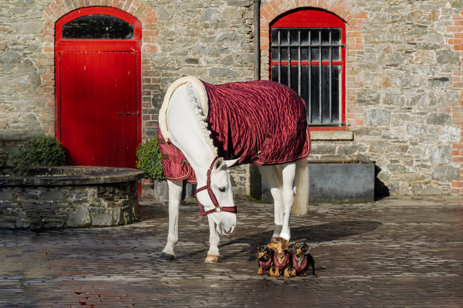 Bordeaux show rug for horses