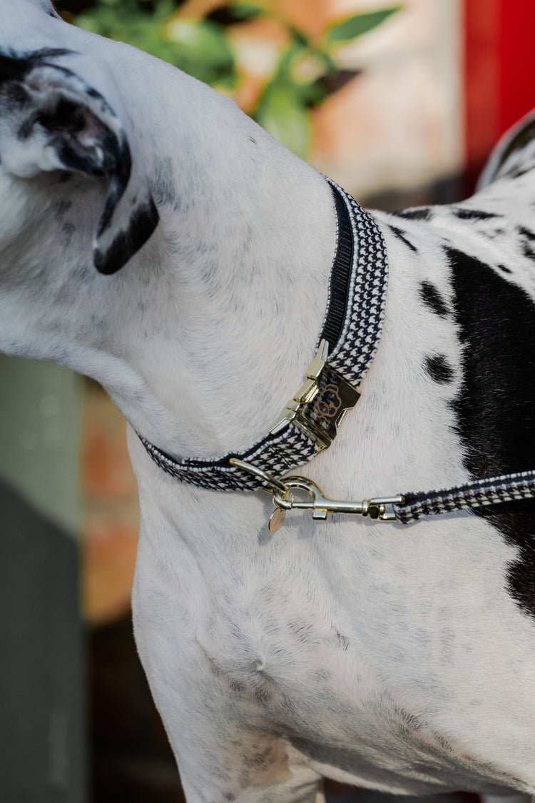 Kentucky horsewear dog collar