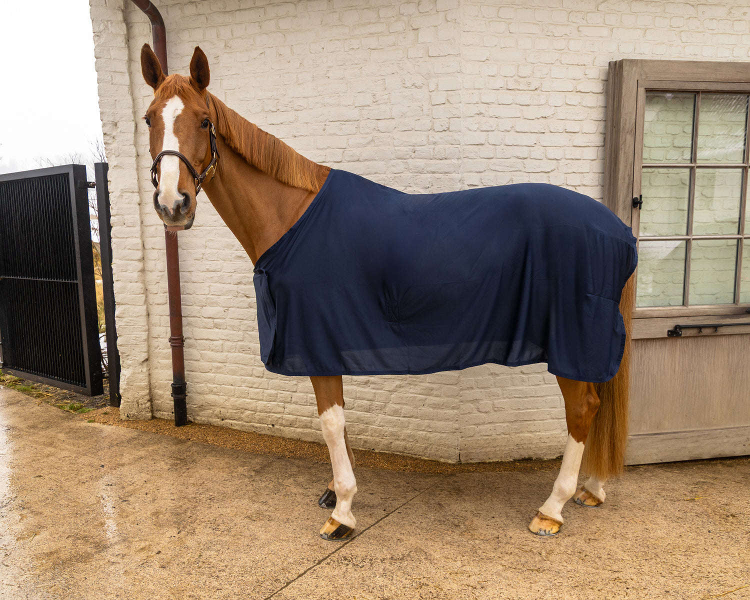 Summer sheet for clipped horses during mild summer nights