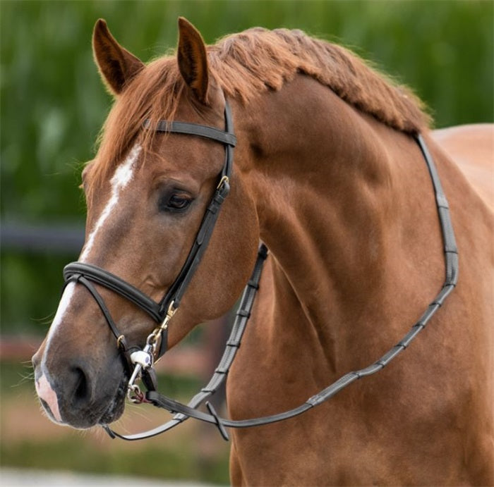 Training Bridle with bit clips