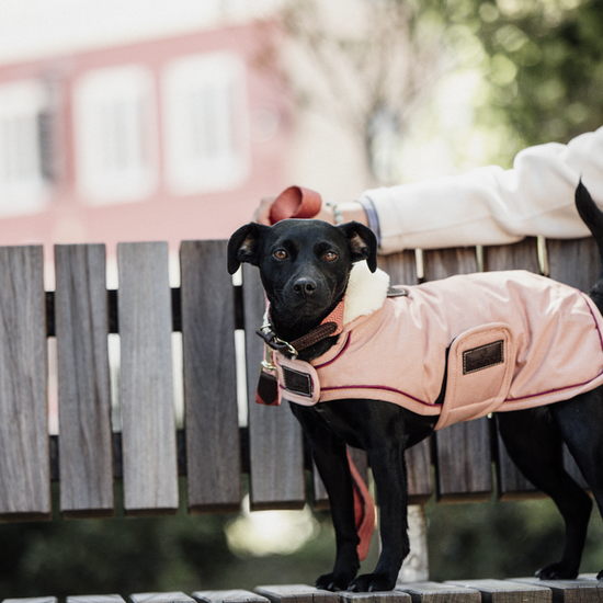 Pink Dog Coat