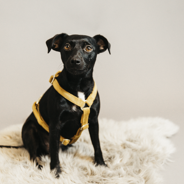 Yellow dog harness for small medium and big dogs