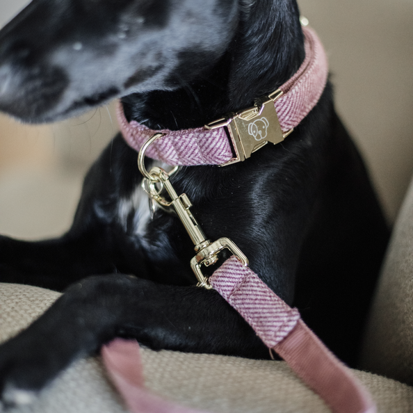 pink dog lead with a matching collar