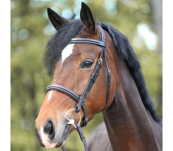 Cheap Cavesson noseband bridle