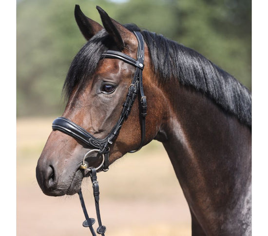 Kavalkade Bridle Ivy Plus