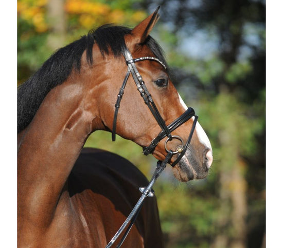 Anatomic Dressage Bridle