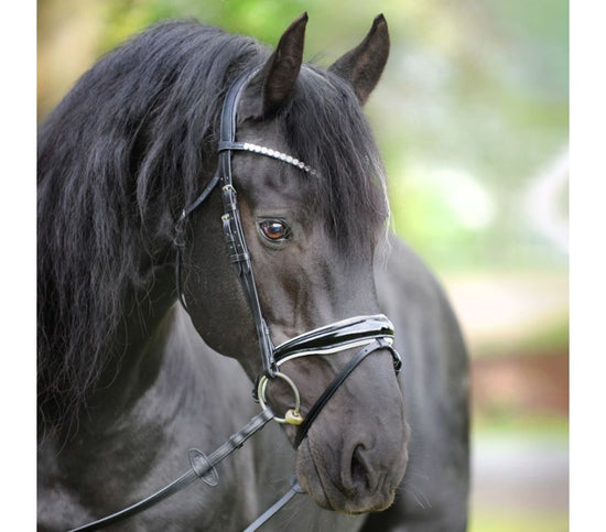 Bridle for Friesians 