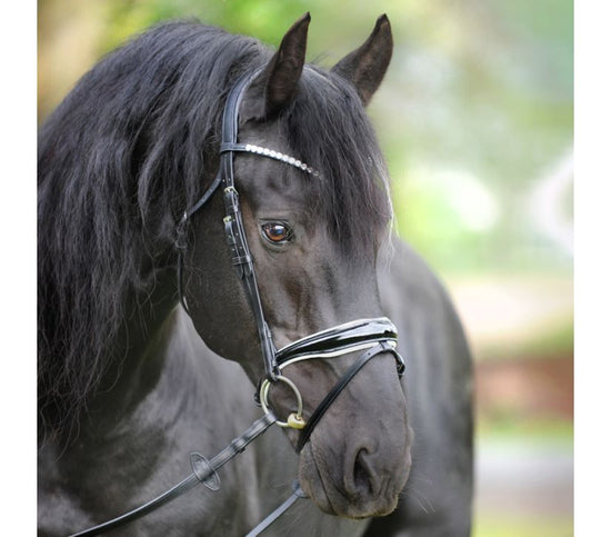 Bridle for Friesians