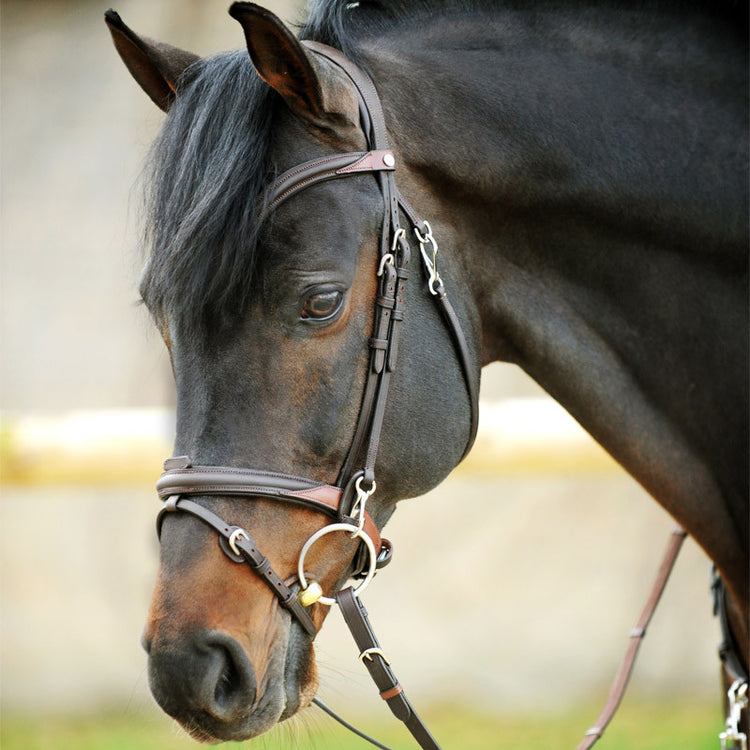 Training Bridle with clips