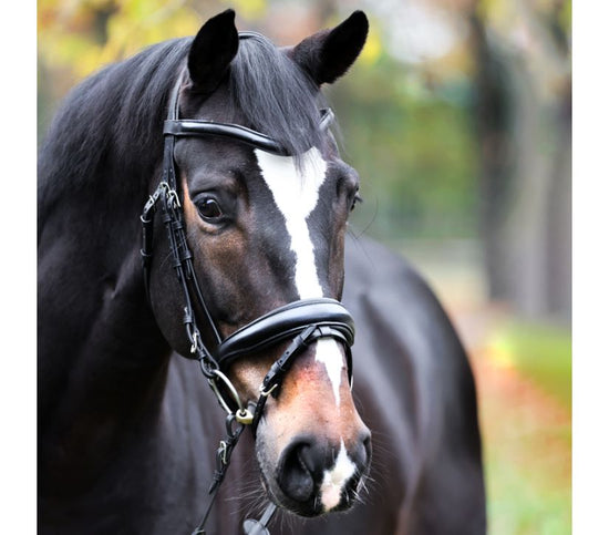 Kavalkade Dressage Bridle