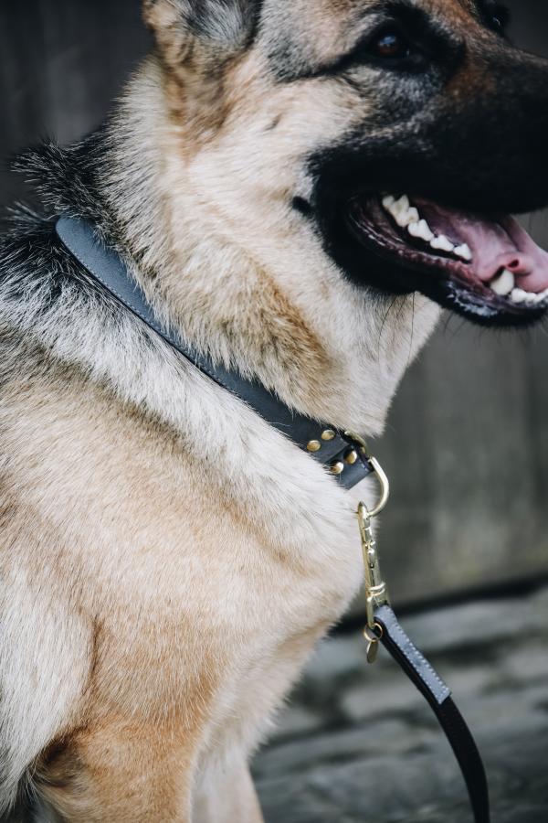 Dog Collar for strong dogs
