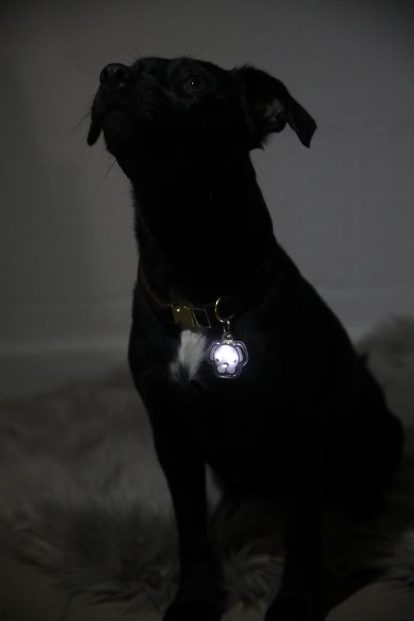 Dog Light For Dark 