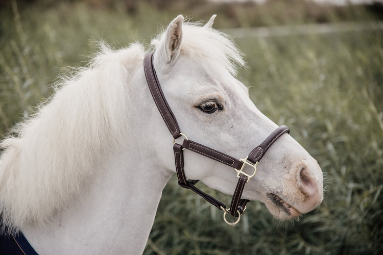 Leather Head Collar for small pony
