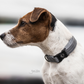 reflective silver dog collar