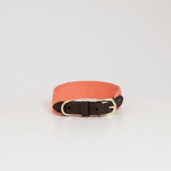 Bright orange dog collar with gold-plated buckles