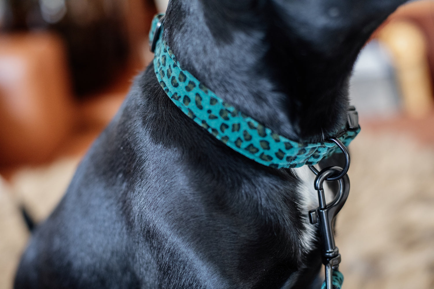Kentucky Leopard Dog Collar