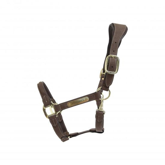 Wide padded leather halter