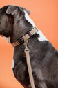 Plaited Nylon Dog Lead 120cm