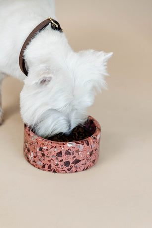 Stone dog hot sale bowl