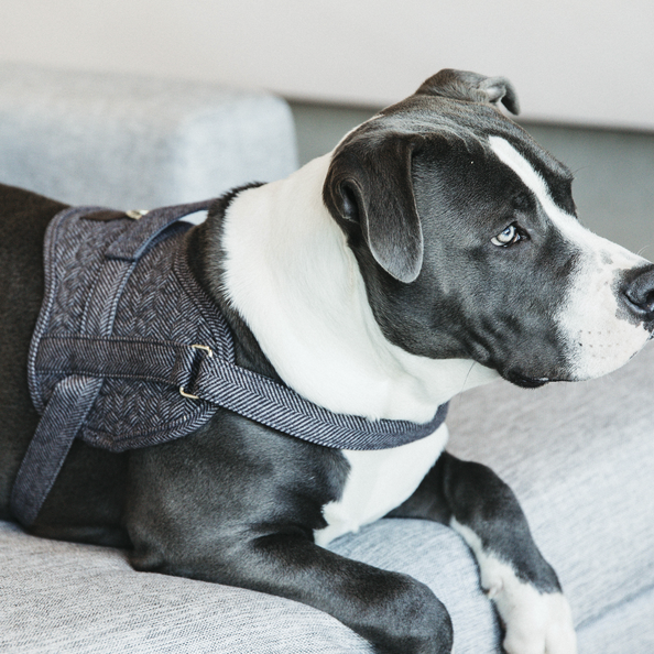 Dog Harness Body Safe Wool grey