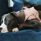 dog harness in pink