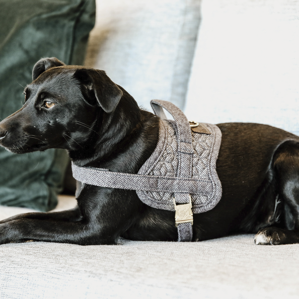 grey dog harness