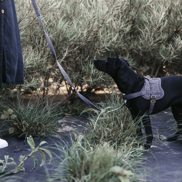 Pet Harness Beige and Black Dior Oblique Jacquard
