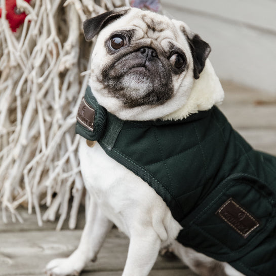 Pug 2024 winter coat