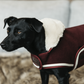 Bordeaux coloured dog coat