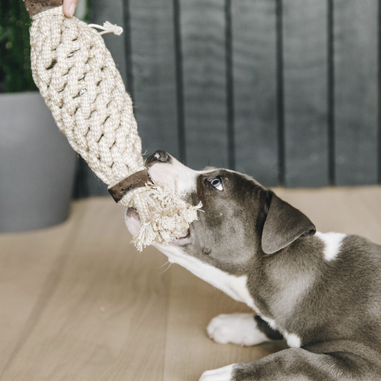 Hundespielzeug Baumwolle Ananas