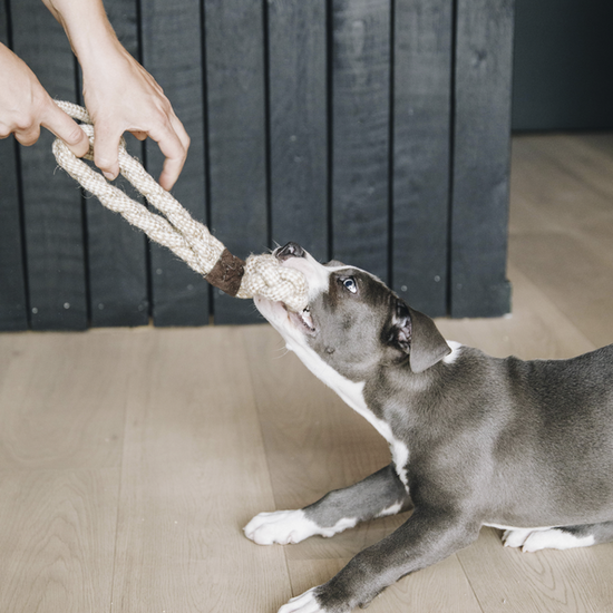 Dog Toy Cotton Rope 8-Loop