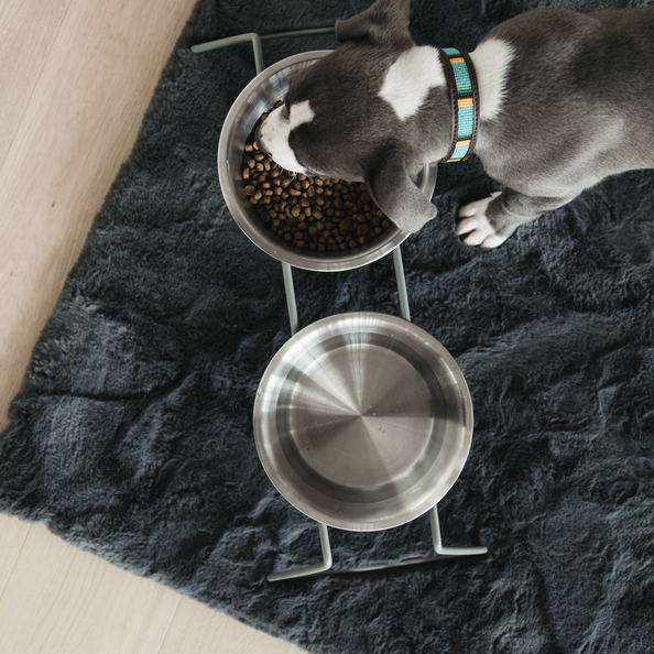 medium sized dog bowl for water and food