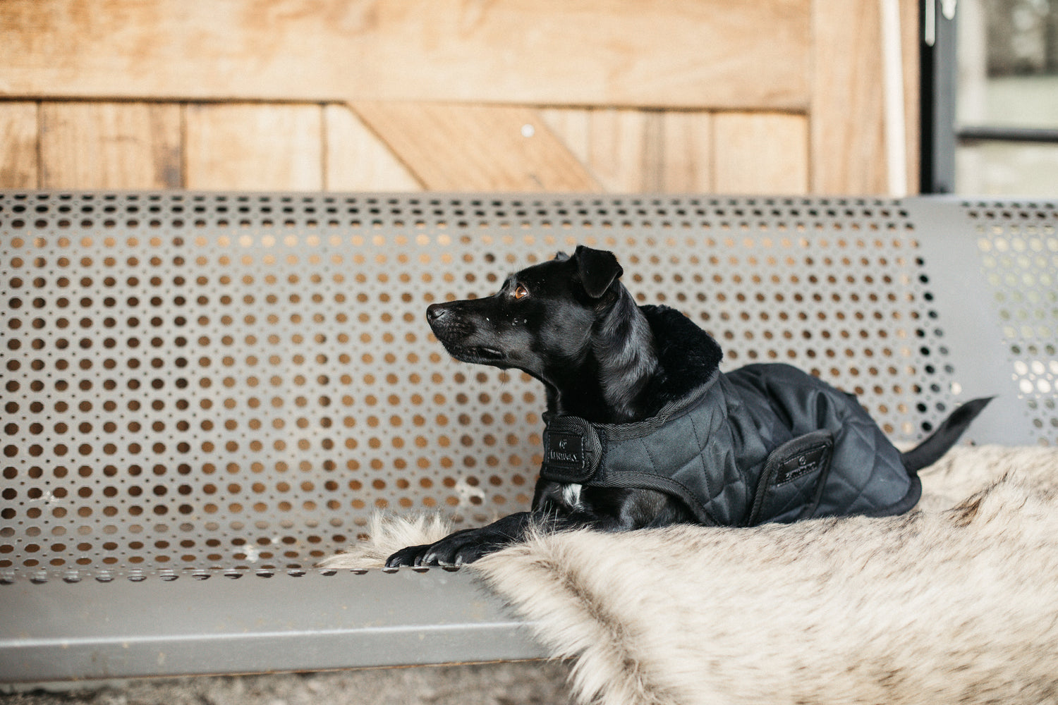 Warm indoor dog coat