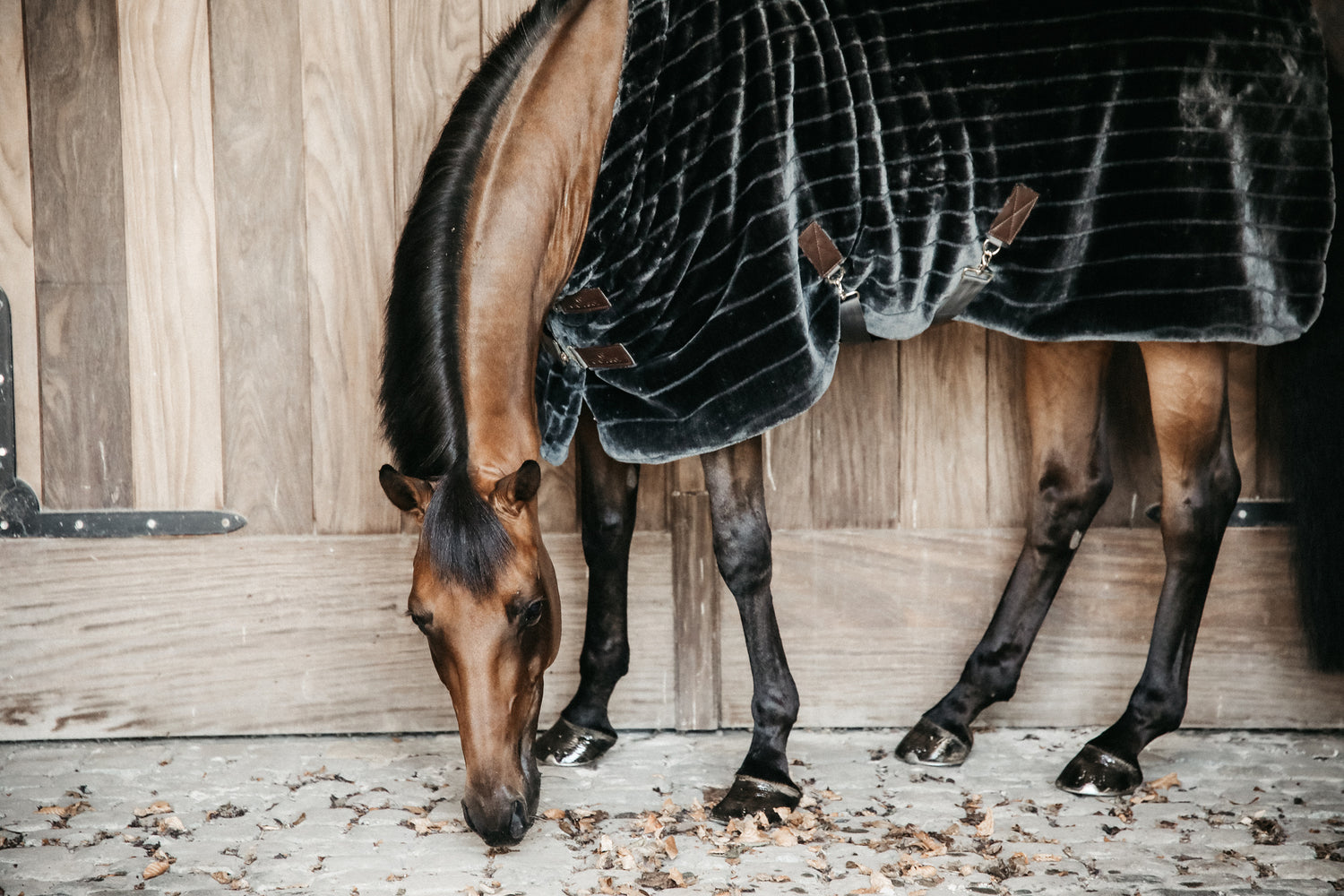 Luxurious blanket for horses
