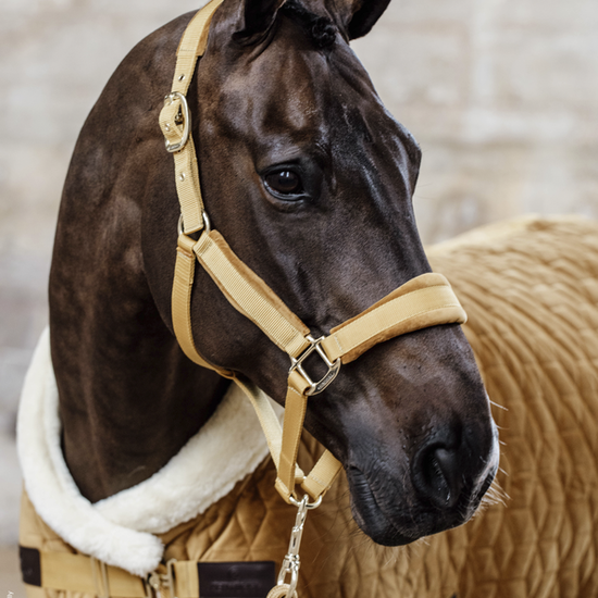 Mustard Halter Kentucky