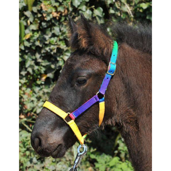 Colourful pony head collar by HKM