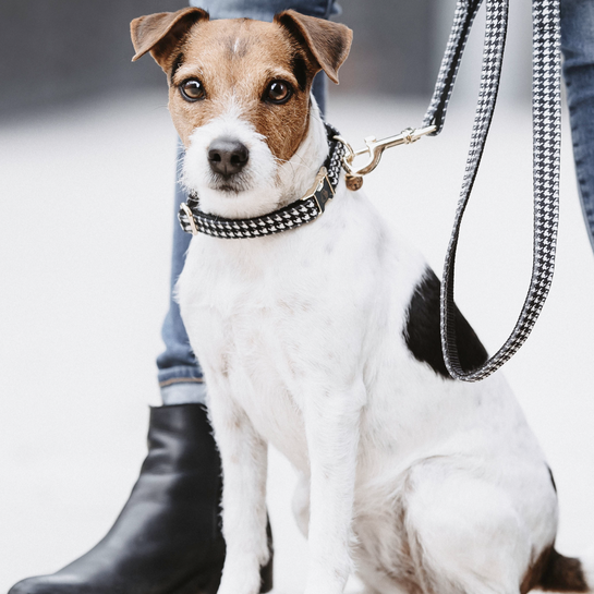 houndstooth dog collar