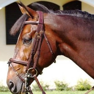 Double Bridle with Flash