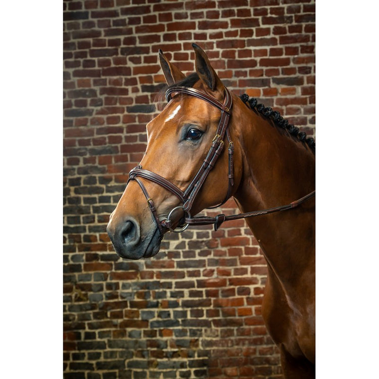 Anatomic bridle with removable flash