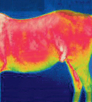 Thermo regulation for horses