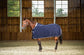 Wool rugs for horses