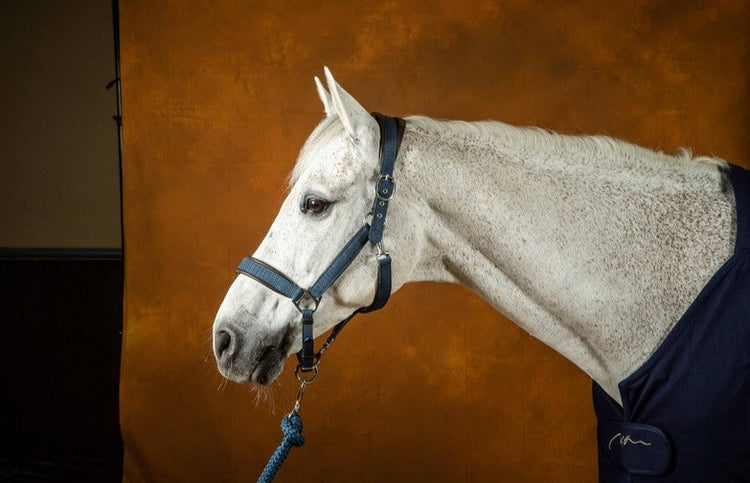 Best leather head collar for horses