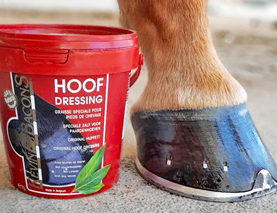 Kevin Bacons Hoof care and protection of horses&