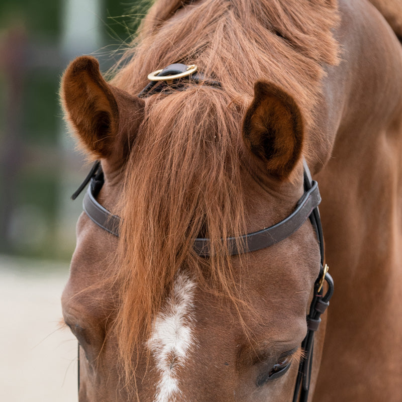 One Equestrian work bridle