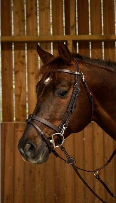 Training Bridle with bit clips