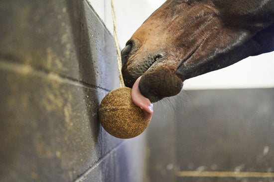 healthy horse snack and toy