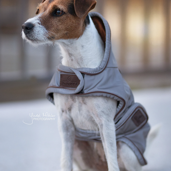 Reflective Winter Dog Coat