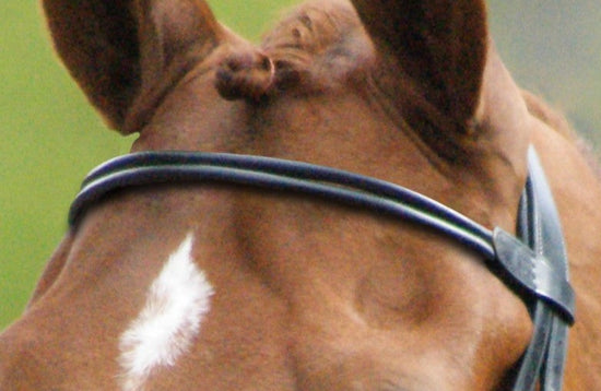 Rolled Leather Browband